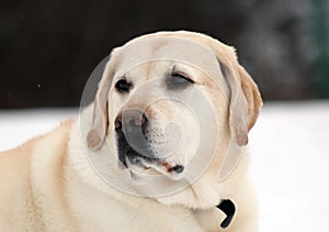 Sweet labrador retriever playing in snow, beautiful best dog