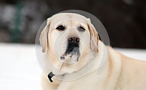 Sweet labrador retriever playing in snow, beautiful best dog