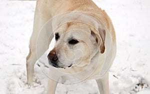 Sweet labrador retriever playing in snow, beautiful best dog