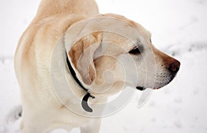 Sweet labrador retriever playing in snow, beautiful best dog