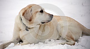 Sweet labrador retriever playing in snow, beautiful best dog