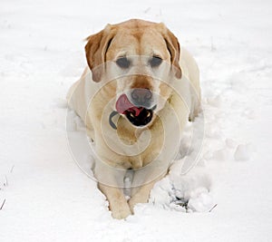 Sweet labrador retriever playing in snow, beautiful best dog