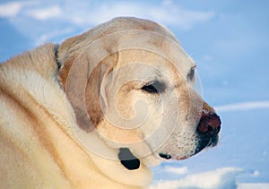 Sweet labrador retriever playing in snow, beautiful best dog