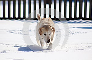 Sweet labrador retriever playing in snow, beautiful best dog