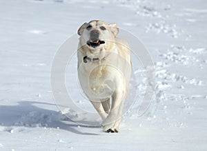 Sweet labrador retriever playing in snow, beautiful best dog