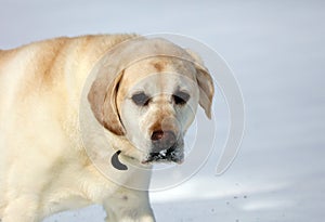 Sweet labrador retriever playing in snow, beautiful best dog