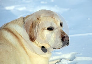 Sweet labrador retriever playing in snow, beautiful best dog