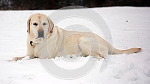 Sweet labrador retriever playing in snow, beautiful best dog