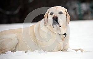 Sweet labrador retriever playing in snow, beautiful best dog