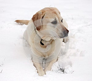 Sweet labrador retriever playing in snow, beautiful best dog