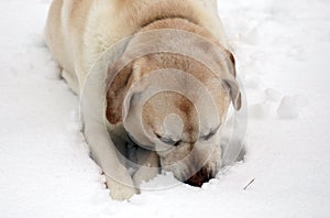 Sweet labrador retriever playing in snow, beautiful best dog