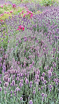 Sweet Lavender Field