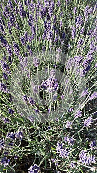 Sweet Lavender Natural Herb