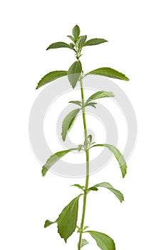 Sweet leaf Stevia photo