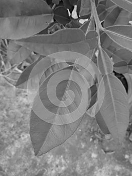 Sweet lemon tree leave background black and white