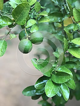 Sweet lemon tree in srilankan