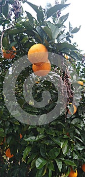 sweet limes tree full of Riped fruits