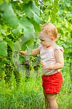Sweet little baby girl picking fresh ripe grapes in a beautiful sunny summer vine yard in Prague, Czech republic