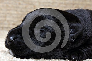 Sweet little black Scottish Terrier puppy