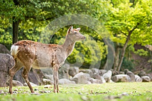 Sweet Little Deer Kid Fawn Looking to the Side with Sunshine in the forest with green background