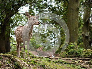 Sweet Little Deer Kid Fawn Looking to the Side with Sunshine in the forest with green background