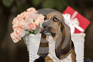 Sweet little gentle puppy Basset hound with very long ears sitt