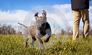 A sweet little Great Dane pupppy cavorts on green grass