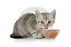 Sweet little grey kitten eating food from cat bowl
