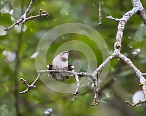 Sweet Little Hummingbird Fanning Tail