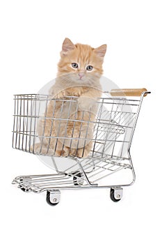 Sweet little kitten in shopping basket