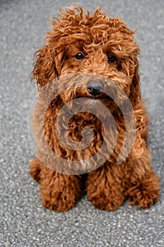 Sweet little labradoodle puppy