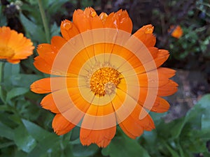 Sweet little orange flower