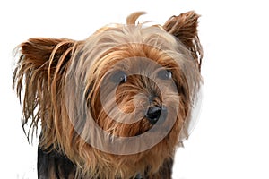 Sweet little tousled yorkshire terrier photo