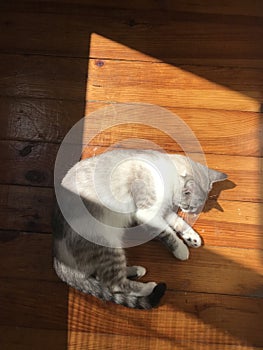 A sweet little white kitty sleeps on a hardwood floor