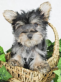 Sweet Little Yorkie Puppy