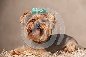 Sweet little yorkshire terrier puppy with blue bow looking up