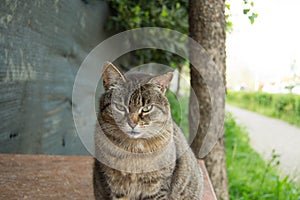 Sweet lonely cat of feline colony