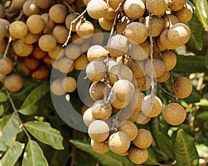 Sweet longan fruit