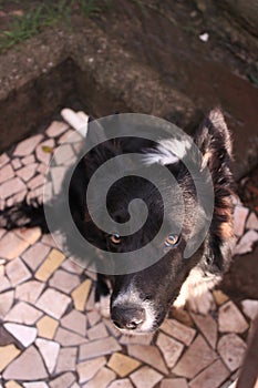 The sweet look of a faithful dog photo