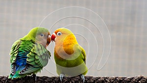 Sweet lovebirds perched on a rope