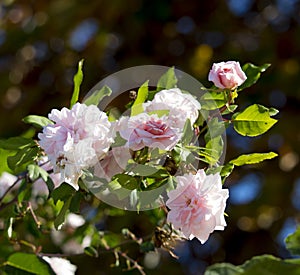 Sweet Mademoiselle Cecile Brunner pale pink polyantha Sweetheart Rose.