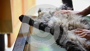 Sweet maine coon cat stretches on the table when