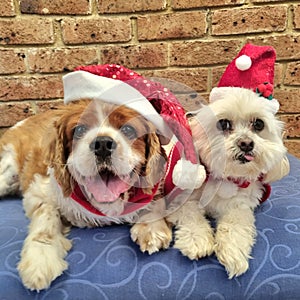 Sweet Maltese shitzu and cut cavoodle in Christmas hats photo