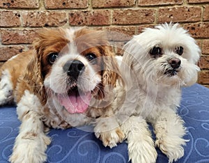 Sweet Maltese shitzu and cute cavoodle with long coats photo