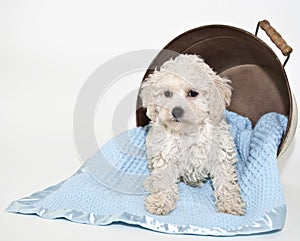 Sweet Malti-Poo Puppy photo