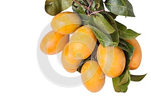 Sweet Marian Plum fruit, Mayongchid,Maprang, Marian Plum