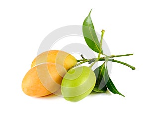 Sweet Marian plum thai fruit isolated on white background Mayongchid Maprang Marian Plum and Plum Mango,Thailand