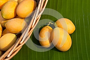 sweet Marian plum thai fruit (Mayongchid Maprang Marian Plum and