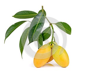 Sweet marian plum thai fruit on white backgroun