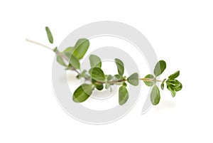 Sweet marjoram single branch